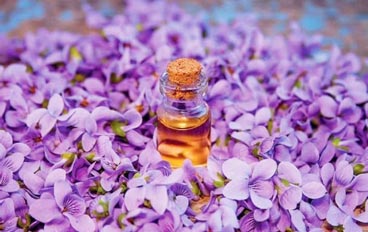 Виолетова есенция масло на едро