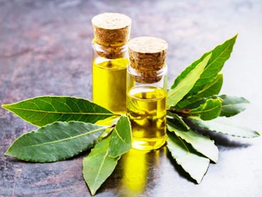 Bay laurel Essence oil wholesale