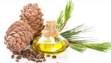 Cedarwood Essence oil wholesale