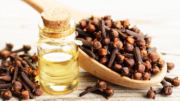 Clove Essence oil wholesale