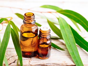 Eucalyptus Essential oil OEM / ODM