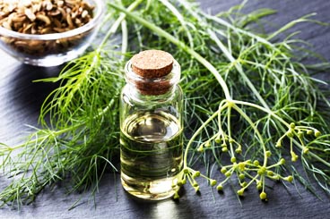 Fennel Essential oil OEM / ODM