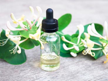 Honeysuckle Essential oil OEM / ODM