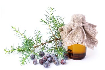 Juniperberry Essence oil wholesale