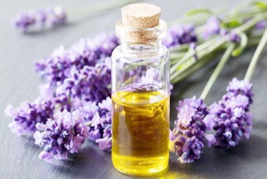 Lavender Essence oil wholesale