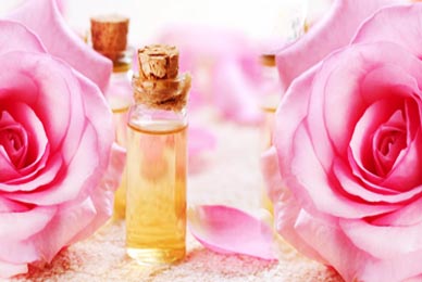 Rose Essence oil wholesale